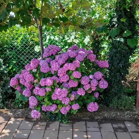 Angela Apartment Novigrad (Istria)